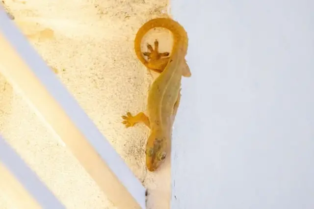 બીબીસી ગુજરાતી ગરોળી પૂંછડી જીવજંતુ વિજ્ઞાન સંશોધન