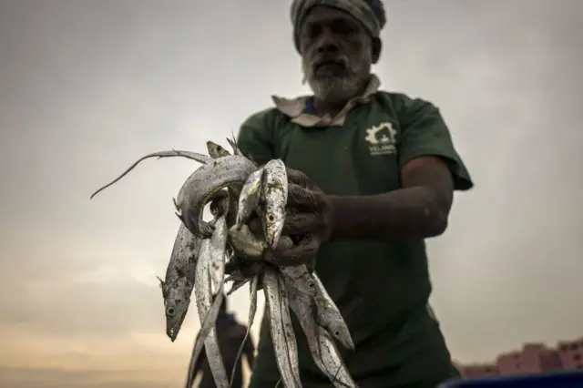 இந்திய பெருங்கடல்: மீன் வளம் முற்றிலும் அழியும் ஆபத்து - தமிழக மீனவர்கள் எதிர்காலம் என்ன ஆகும்?