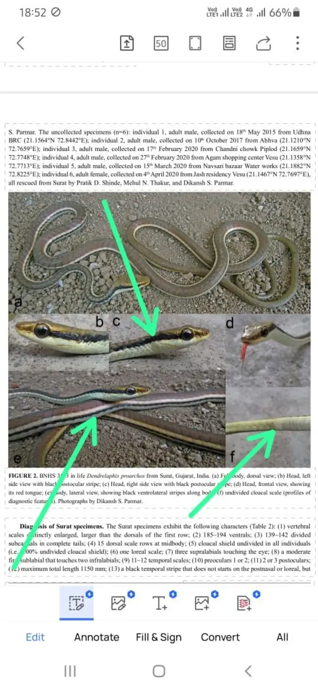 હર્પેટોલોજી, વાઇલ્ડલાઇફ, બ્રોન્ઝબેક ટ્રી સ્નેક, તામ્રપીઠ સાપ