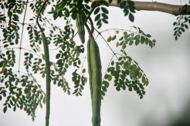 সজিনাকে ‘অত্যাশ্চার্য বৃক্ষ’ ও ‘পুষ্টির ডিনামাইট’ হিসেবেও আখ্যায়িত করা হয়।