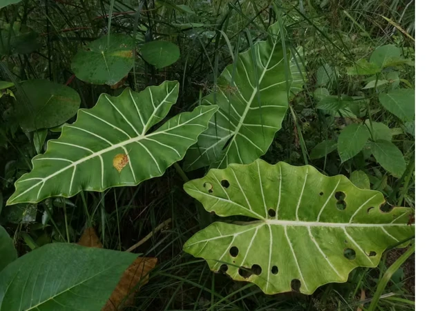 Fotomelhores bonus de cassinouma alocasia, planta com grandes folhas largas e verde escuras