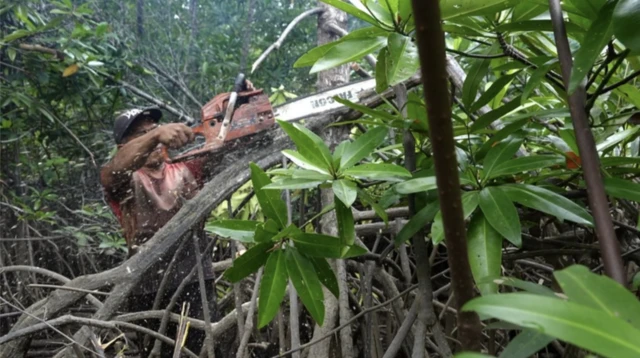 Man chops down tree with chainsaw