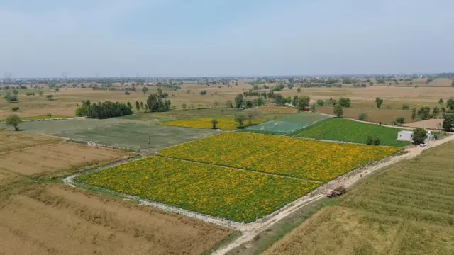 ਫੁੱਲਾਂ ਦੀ ਖੇਤੀ