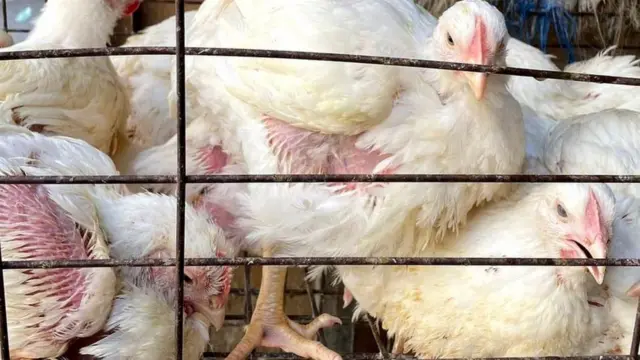 Yeroo dhihoo as Masrii keessatti gatiin nyaataa akkaan dabaleera