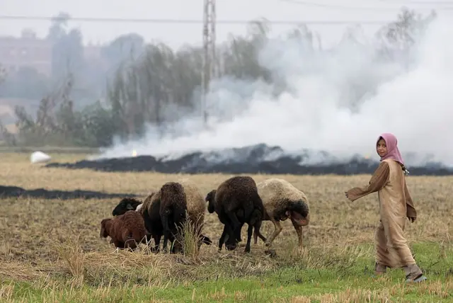 Una niña pastora en Egipto.