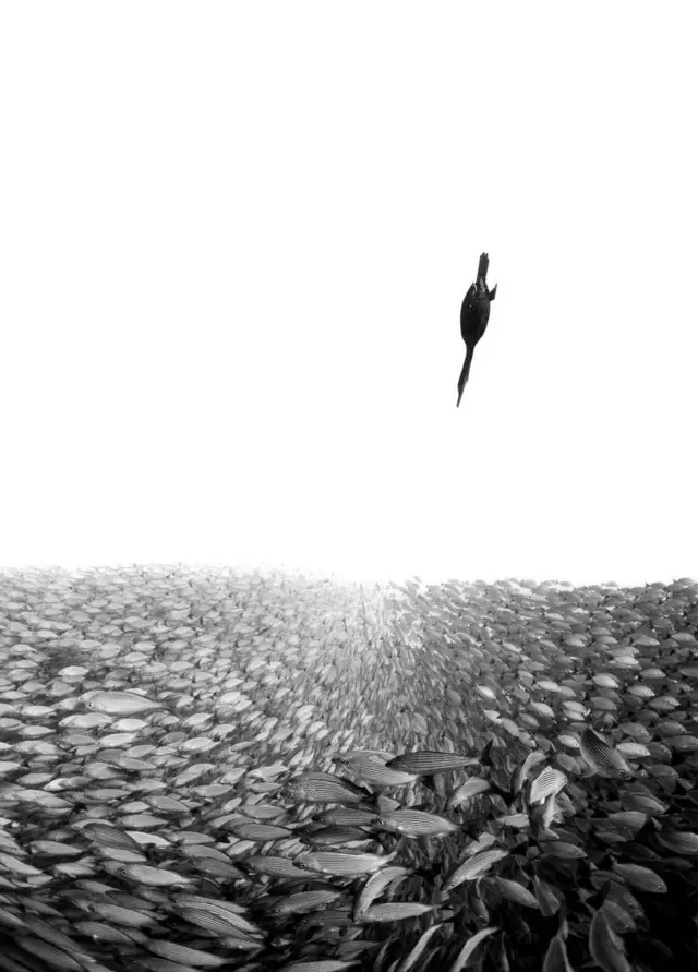 ‘ዕርገት’ - ኣብ ውድድር ኣሳእል ትሕቲ ማይ 2019 ቀሪባ፡ ኣብ ምድብ ጸሊምን ጻዕዳን ስእሊ ዝተዓወተት እዛ ስእሊ ብሄንሊ ስፔርስ ተሳኢላ።