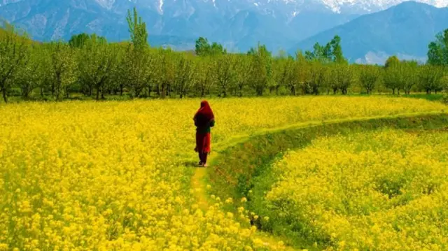 બીબીસી ગુજરાતી જમ્મુ કાશ્મીર હાઈકોર્ટ તલાકશુદા ડિવોર્સી મહિલા છૂટાછેડા અદાલત ચુકાદો