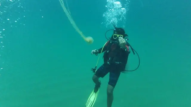 విశాఖ రుషికొండ బీచ్‌, జెల్లీఫిష్‌