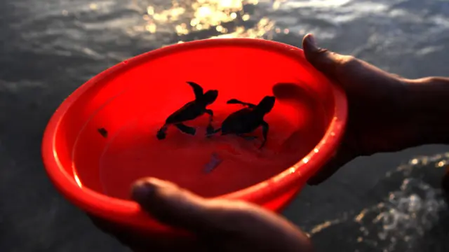 Perdagangan penyu hijau di Bali