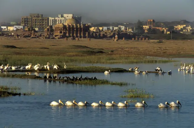 હમીરસર તળાવમાં પક્ષીઓની તસવીર 