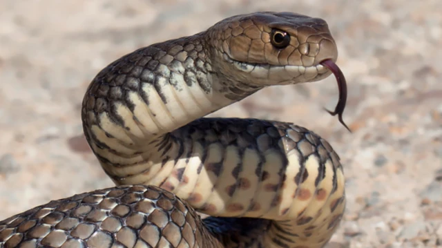 ચોમાસા દરમિયાન સાપ વધુ કરડે, સાપ કરડે શું કરવું, ભારત ગુજરાત અને વિશ્વમાં ક્યાં સાપ વધુ કરડે આંકડા, સર્પદંશ, સાપ ડંખ, બીબીસ ગુજરાતી 