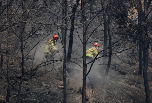 산불 진화 작업을 벌이는 소방대원들