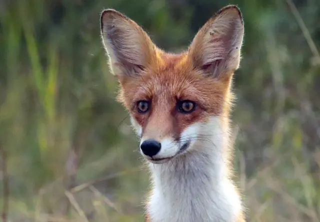 Лисиця зображена на території заплави річки Десна, яку планують перетворити на ландшафтний заповідник на Київщині.