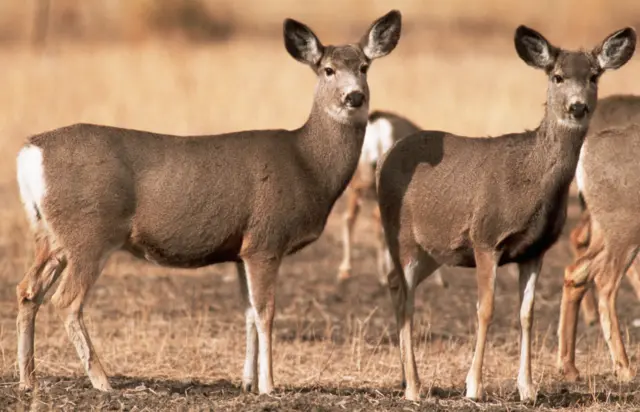 ਮਿਊਲ ਡੀਅਰ