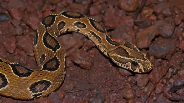 கோடைக் காலங்களில் குடியிருப்புகளை நோக்கி வரும் பாம்புகள் எவை? வந்துவிட்டால் என்ன செய்ய வேண்டும்?