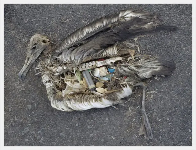 Photo d'un albatros mort avec du plastique dans le ventre.