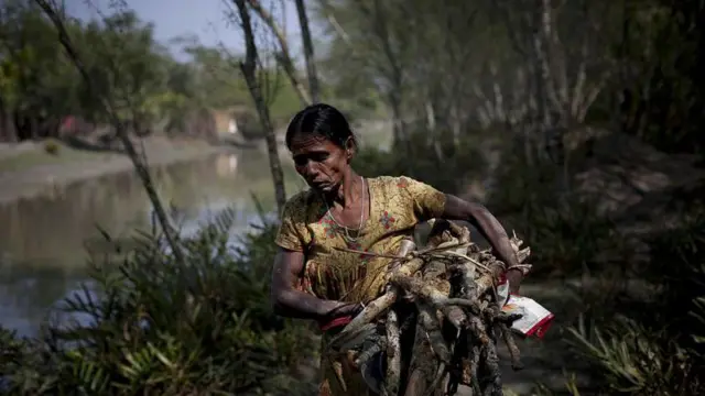 সুন্দরবনের কাঠুরে