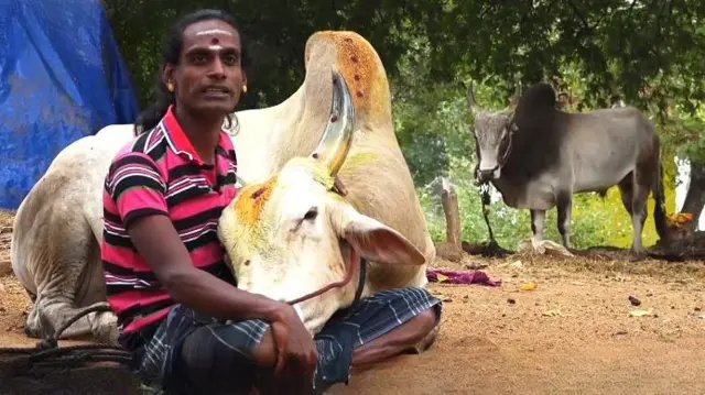 జల్లికట్టు