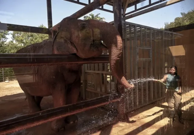 Éléphant prenant un bain au tuyau par une chaude journée au BioParque do Rio