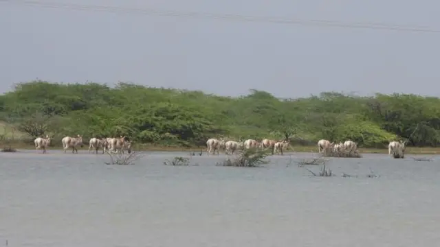 સુરેન્દ્રનગર, કચ્છનું નાનું રણ, કચ્છનું મોટું રણ, ઘુડખર, કચ્છ જિલ્લો, સુરેન્દ્રનગર જિલ્લો, બીબીસી ગુજરાતી, ગુજરાત, અગરિયાઓની સ્થિતિ, વરસાદનું પાણી, કચ્છમાં પાણી, ગુજરાતના સમાચાર