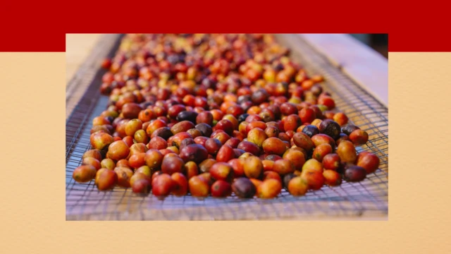 ቀይ የቡና ፍሬዎች