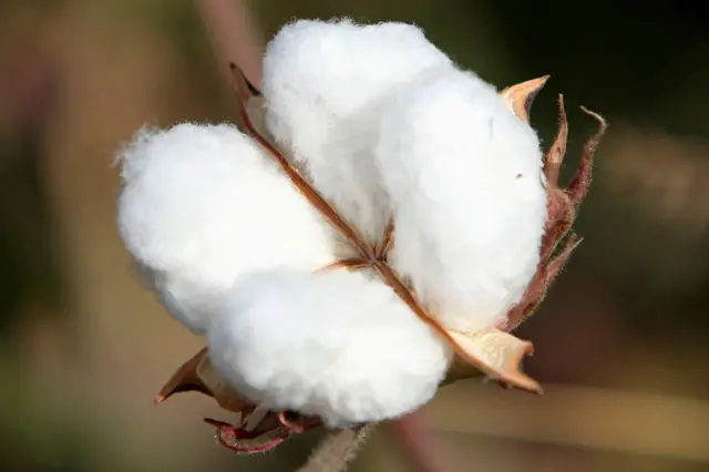 कापूस आयात माफीचा निर्णय : वस्त्रोद्योगाला तात्पुरता दिलासा, मात्र शेतकऱ्यांना फटका