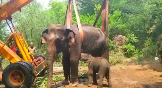 முதுமலை முகாமில் 3 குட்டி யானைகள் - தாய் யானை போல் வனத்துறையால் வளர்க்க முடியுமா?