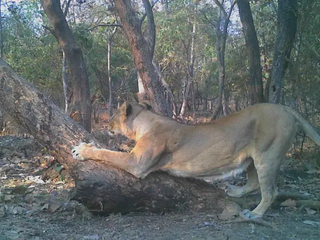 ગીર સિંહ, એશિયાઈ સિંહ, ગીરનું અભ્યારણ્ય, સિંહની ત્રાડ, સિંહની ગર્જના, સિંહનું પ્રજનન સંવનન, સિંહોનો પેશાબ શું સૂચવે છે, બીબીસી ગુજરાતી સાથે સમજો