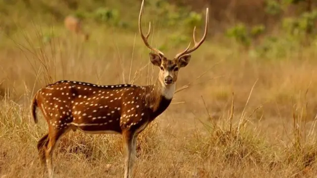 पर्सा आरक्ष