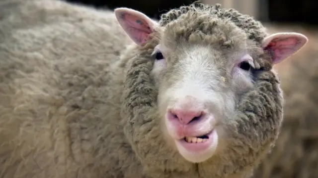 Oveja Dolly