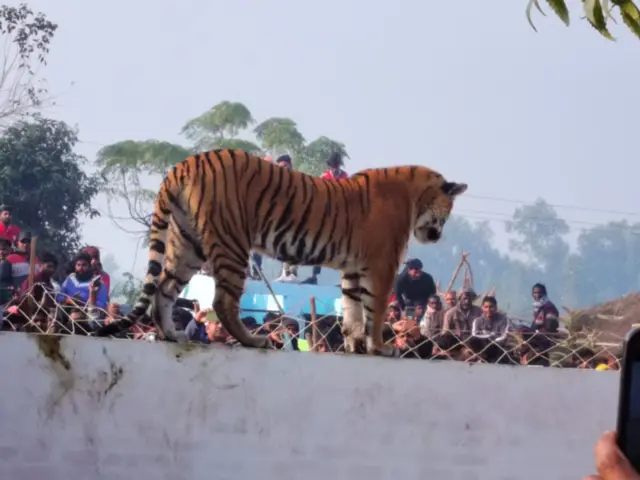 বন্যপ্রাণী লোকালয়ে চলে আসার ঘটনা নতুন নয়।