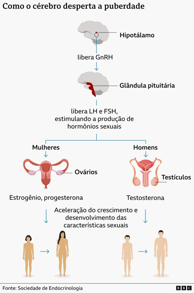 Infográfico mostrando como o cérebro ativa a puberdade, gerando o aumento da produção dos hormônios sexuais e o desenvolvimento das características do corpo