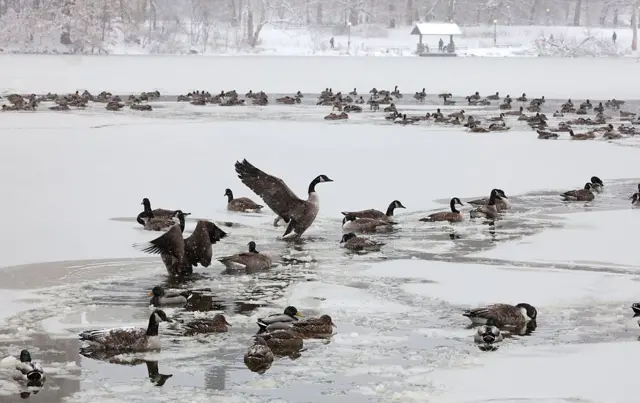 நியூ யார்கின் சென்ட்ரல் பார்க்கில் பனியால் சூழப்பட்ட குட்டையில் பறவைகள்