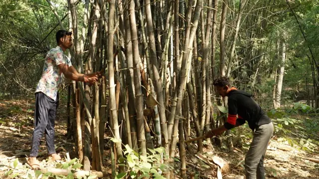 मेंढ्यानं बांबू तोडून आणि विकून सत्याग्रह केला.