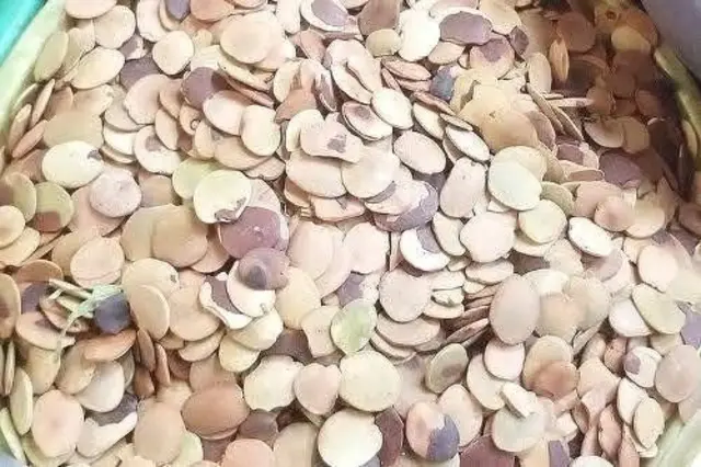 Achi seeds