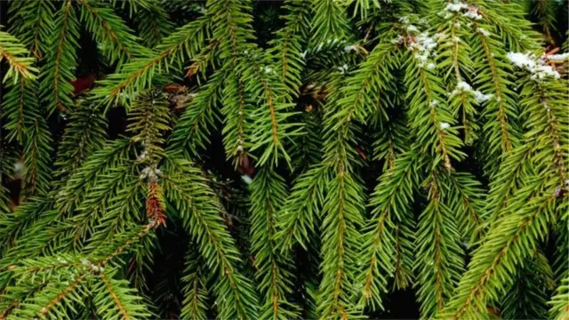 صنوبر یا چیڑ کا درخت