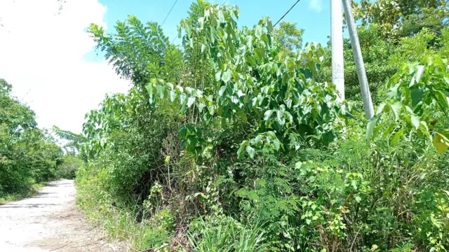 Pohon di pinggir jalan dekat tiang listrik merupakan lokasi penemuan sepasang serangga ranting Nesiophasma sobesonbaii.
