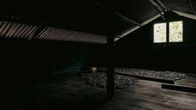 Papua: Pala dari Fakfak, ‘anak tiri’ rempah Indonesia - BBC News Indonesia