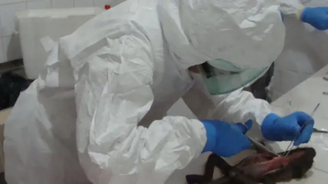 Científico del proyecto Predict estudiando el cadaver de uno de los monos aulladores