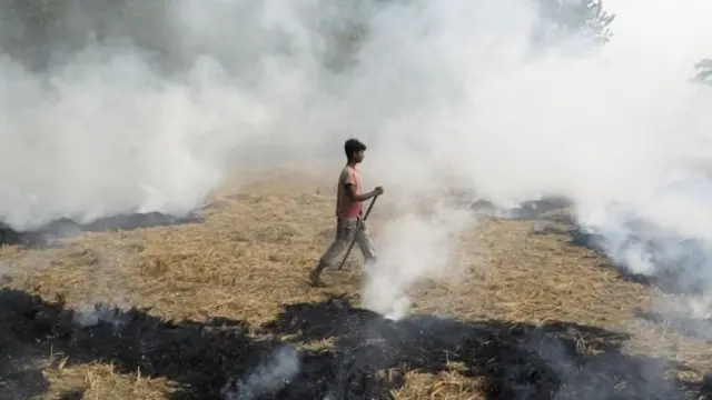 دھان کی فصل