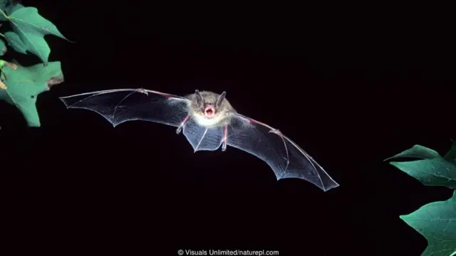 A little brown bat (Myotis lucifugus)