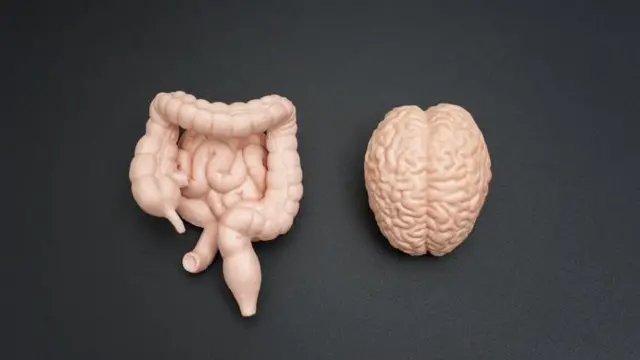 Ilustração do intestino e do cérebro