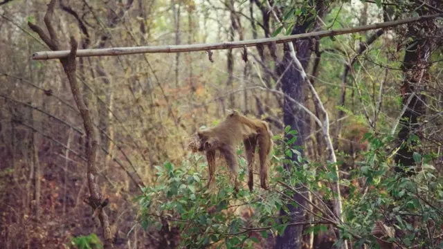 माकडाची शिकार