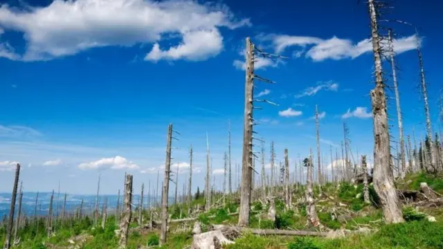 ભારતમાં દક્ષિણમાં જંગલવિસ્તારમાં વધારો થયો છે. પરંતુ ઉત્તર-પૂર્વમાં ઘણો જંગલવિસ્તાર કપાઈ ગયો છે.