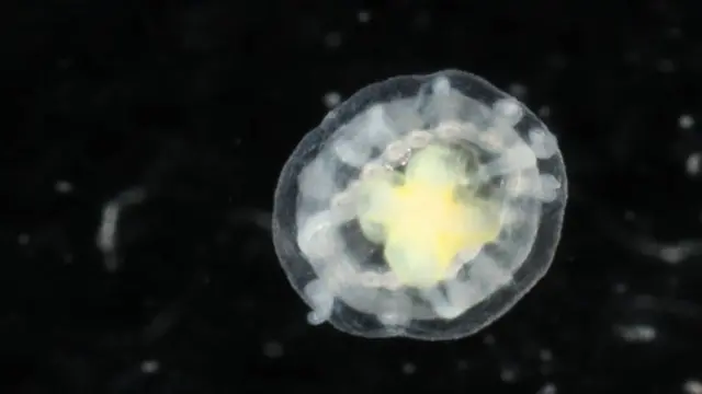 காம்பெர்ட்ஸ் - மேக்ஹாம் இறப்பு விதி