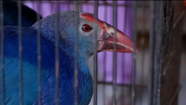 پاکستان، جانور، حقوق