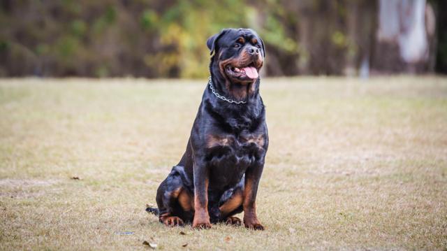 சென்னை, நாய்கள், நாய்க்கடி, வளர்ப்புப் பிராணிகள்