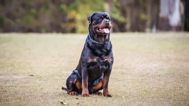 சென்னை, நாய்கள், நாய்க்கடி, வளர்ப்புப் பிராணிகள் 