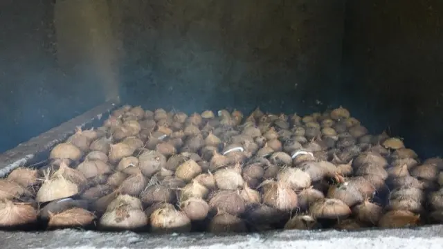 Flora Carita: Kelapa