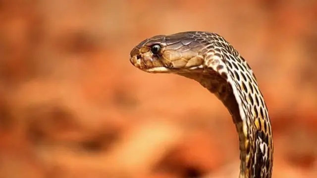 চন্দ্রবোড়া সাপ